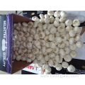 Crop 2019 Fresh Pure White Garlic